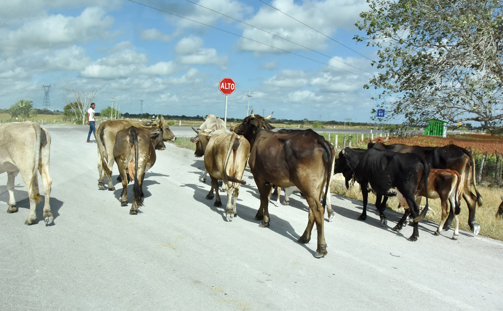 Los ganaderos de Quintana Roo saben que si detectan algún animal con una herida que tenga las características de la enfermedad, deben avisar al Senasica Los ganaderos de Quintana Roo saben que si detectan algún animal con una herida que tenga las características de la enfermedad, deben avisar al Senasica
