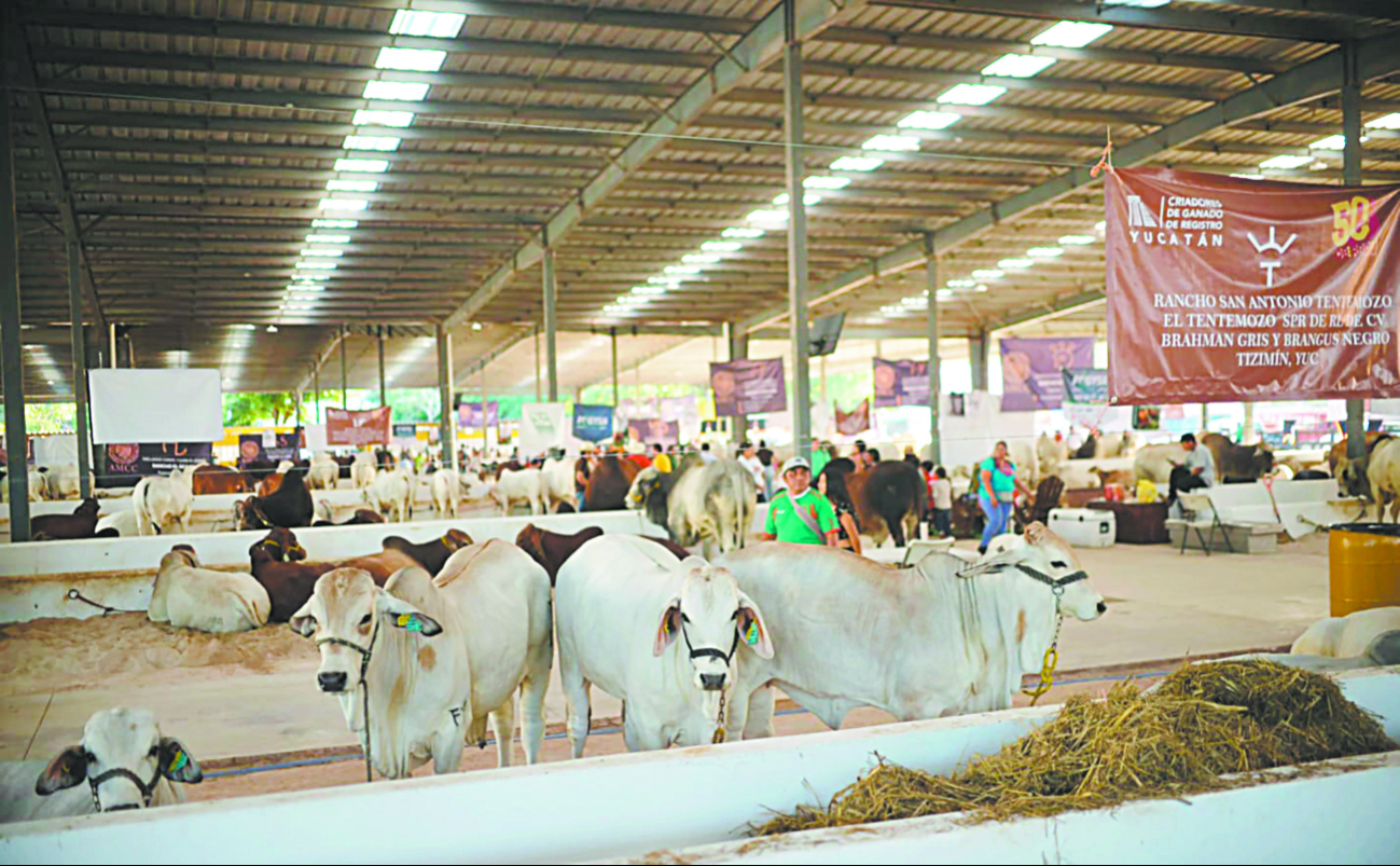 Veterinarios de Yucatán se unen ante la llegada del gusano barrenador 