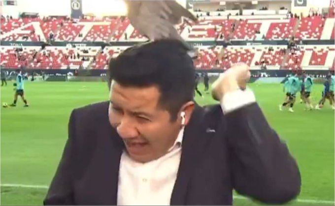 Paloma sorprende a reportero durante transmisión del San Luis vs. Juárez