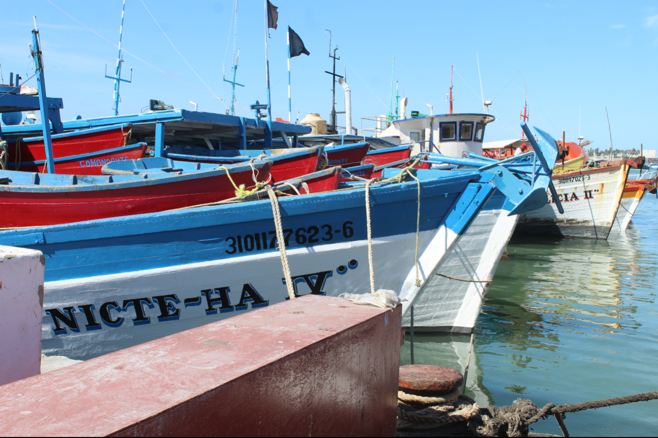 Confían en que el precio de esta especie sea bueno, debido a que es temporada de alta demanda