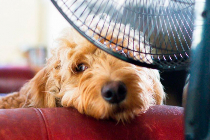  Cuida a tus mascotas ante el calor extremo en Campeche