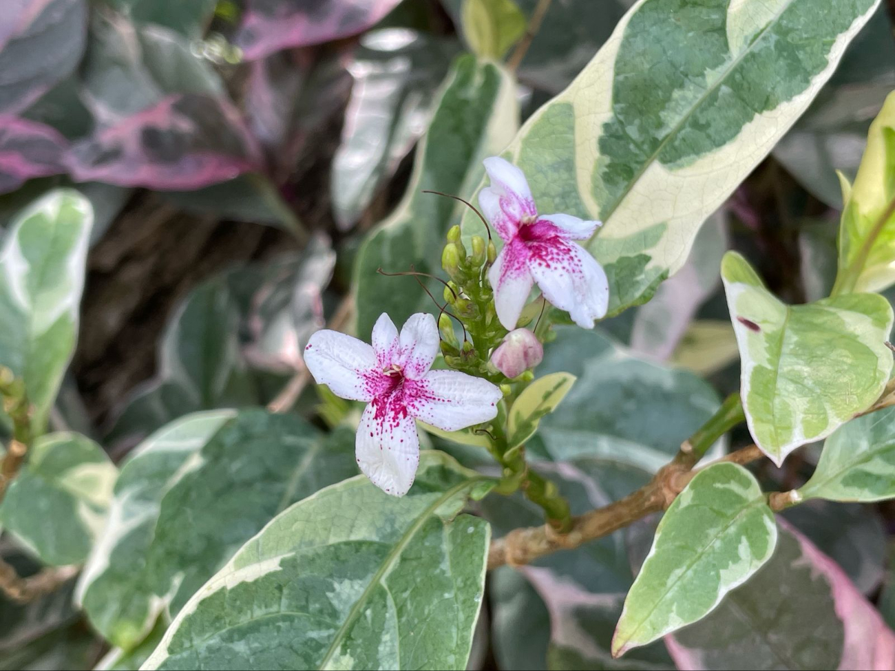 En distintos puntos de la ciudad se pueden apreciar una variedad de flores En distintos puntos de la ciudad se pueden apreciar una variedad de flores