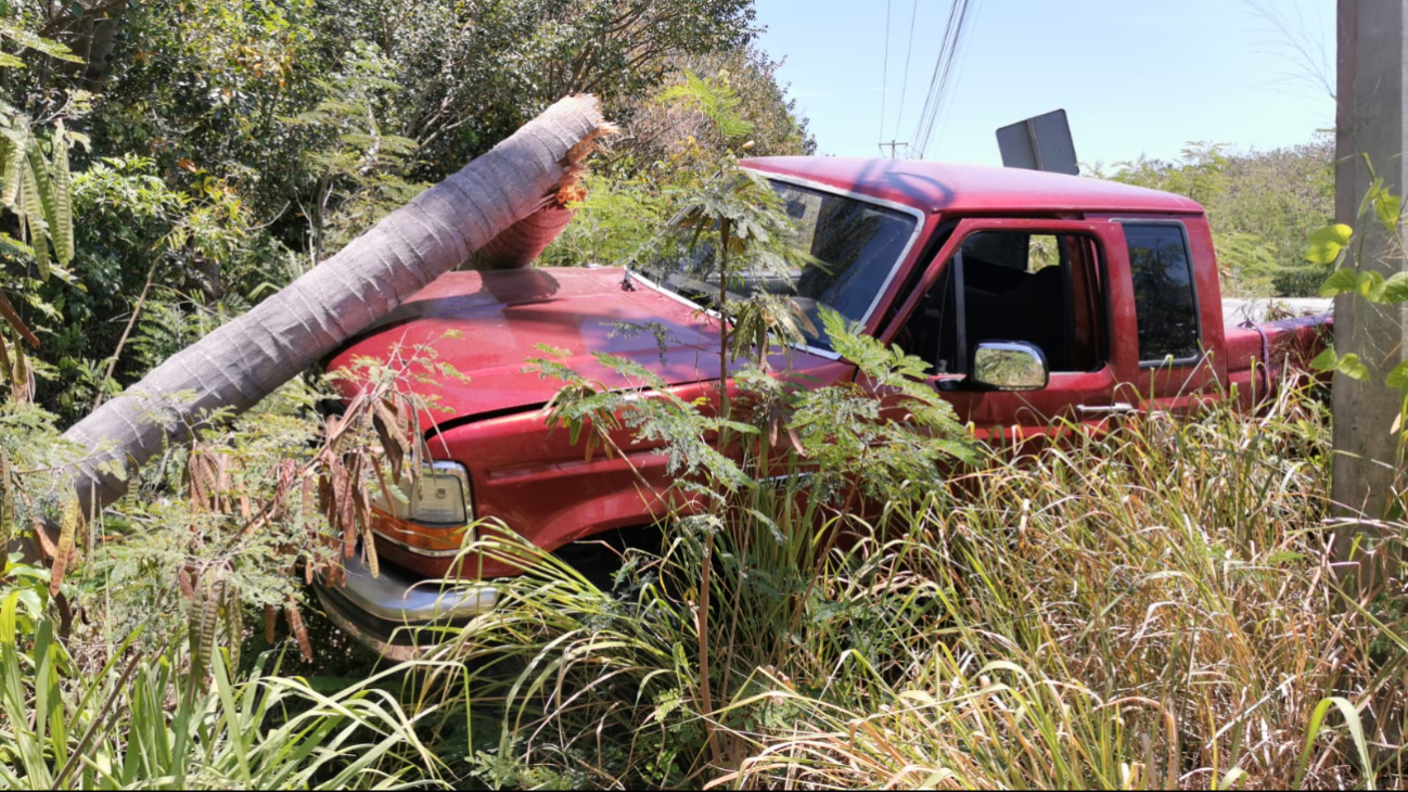 La camioneta Ford F150 fue proyectada contra una palmera, partiéndola en dos La camioneta Ford F150 fue proyectada contra una palmera, partiéndola en dos