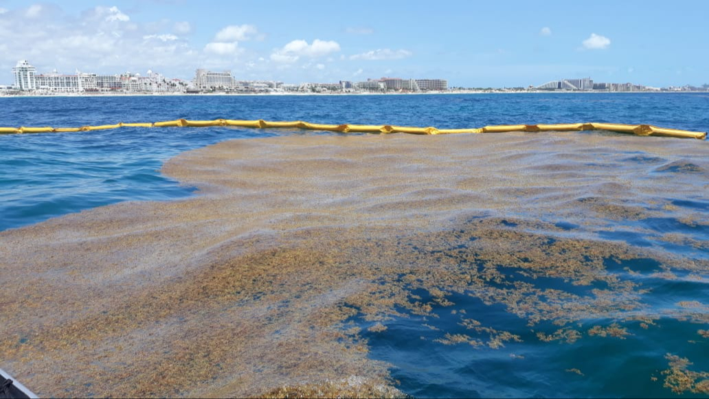 Semar completa instalación de barreras antisargazo en Mahahual