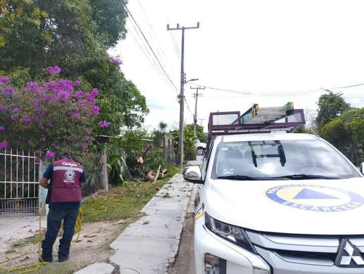 Apagón en Concordia causado por caída de ramas de un árbol de mango Apagón en Concordia causado por caída de ramas de un árbol de mango