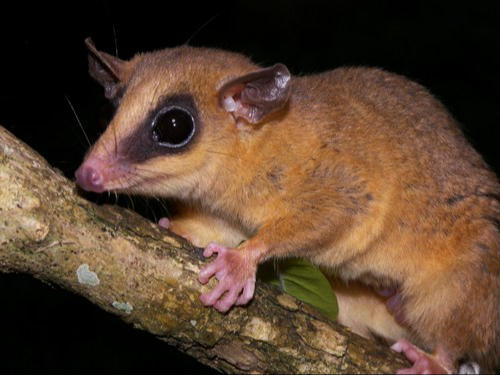 El tlacuache ratón mexicano o marmosa mexicana puede encontrarse en la Península de Yucatán El tlacuache ratón mexicano o marmosa mexicana puede encontrarse en la Península de Yucatán