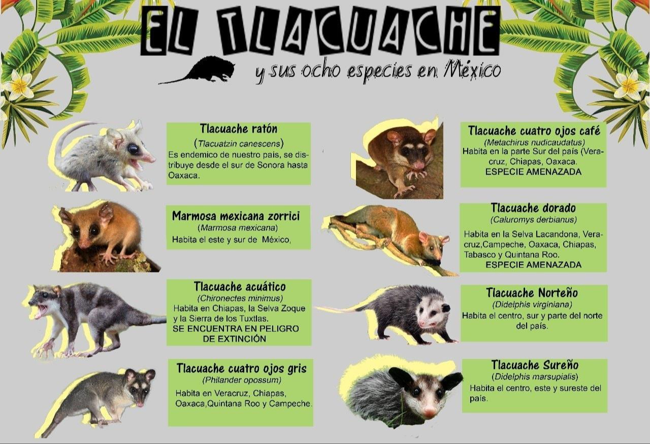 Infografía: Ximena Ortega de la Red de Rescate de Tlacuaches Infografía: Ximena Ortega de la Red de Rescate de Tlacuaches