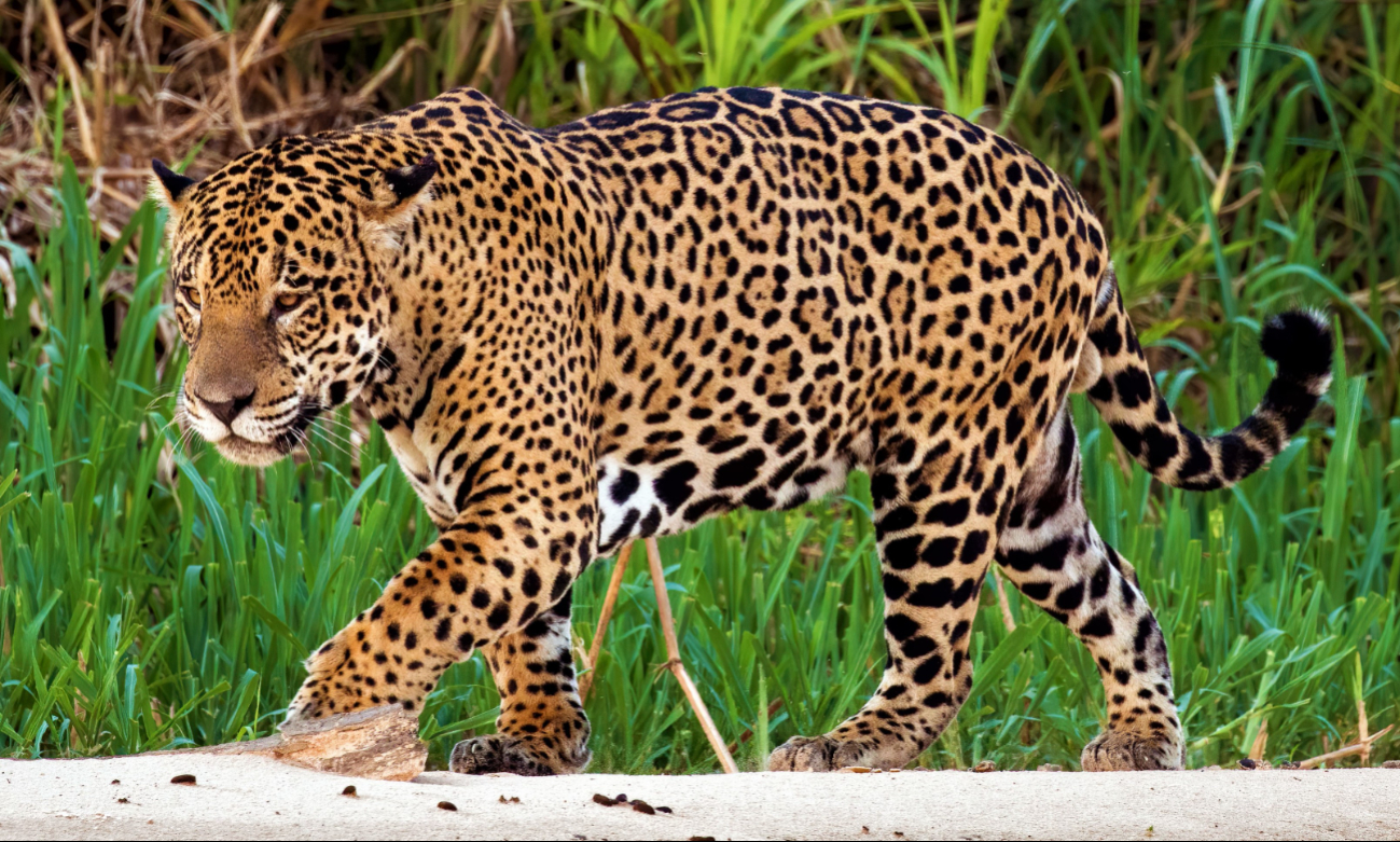La última lista de especies prioritarias para la conservación, incluyó 372 animales y plantas La última lista de especies prioritarias para la conservación, incluyó 372 animales y plantas
