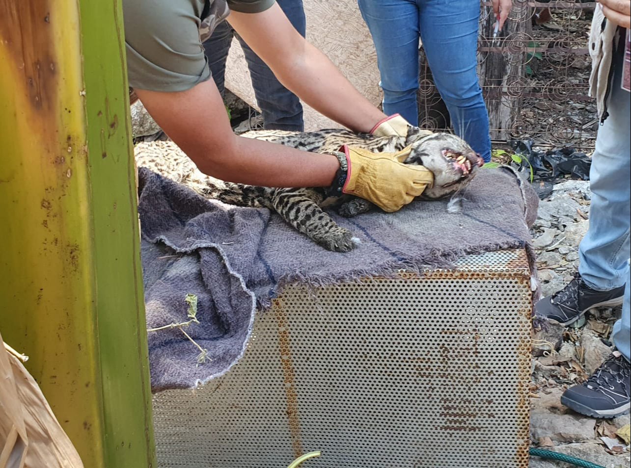 Personal de la Profepa sedó al animal y lo trasladó a la UMA en Valladolid para una atención especializada. Personal de la Profepa sedó al animal y lo trasladó a la UMA en Valladolid para una atención especializada.