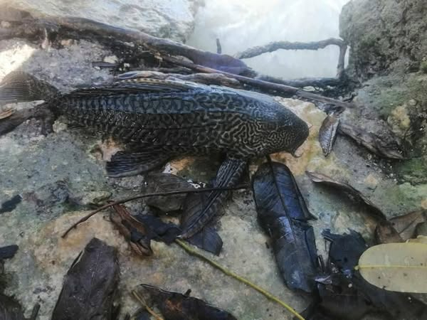 “Pez diablo  invade la bahía de Chetumal", señalan investigadores  