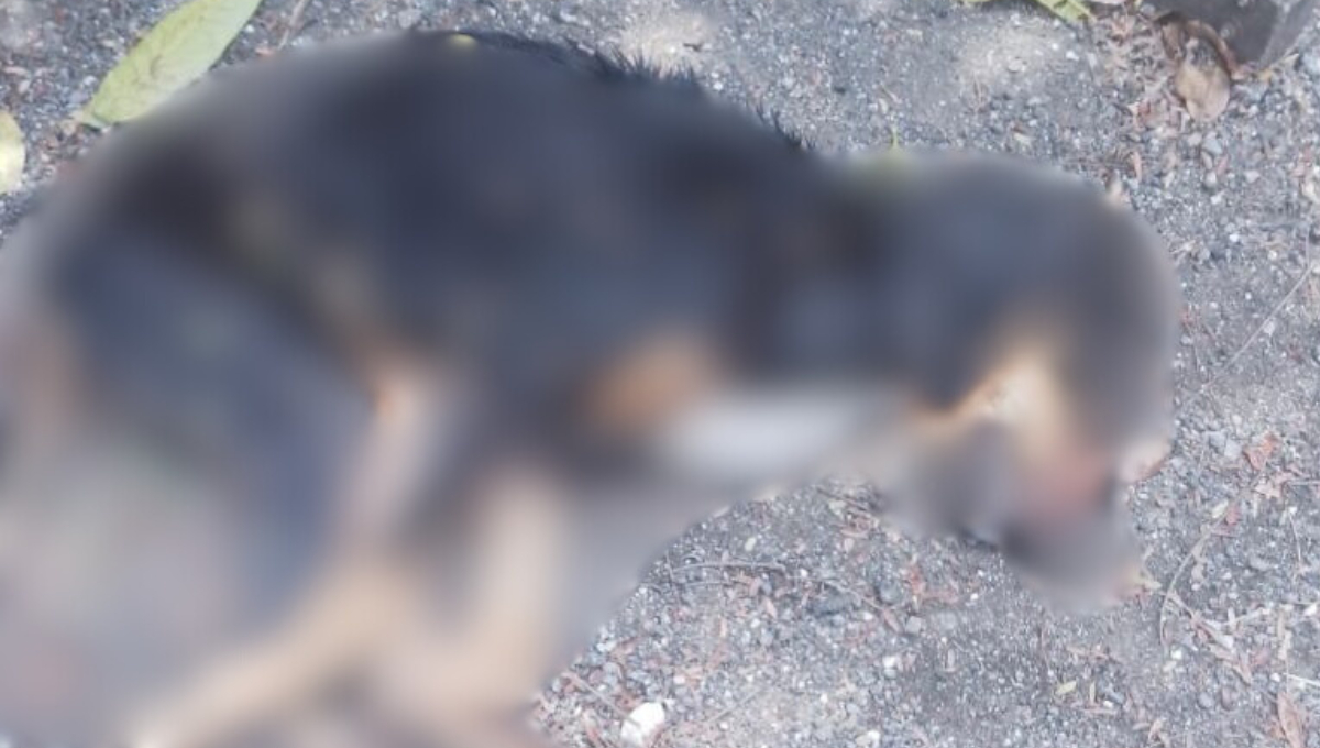 Pareja resulta herida y pierde a su perro tras ataque de abejas africanas en Campeche Pareja resulta herida y pierde a su perro tras ataque de abejas africanas en Campeche