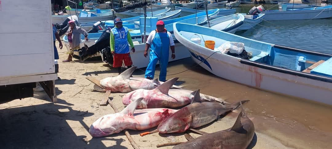 Al menos cinco tiburones fueron capturados por pescadores de Sisal Al menos cinco tiburones fueron capturados por pescadores de Sisal