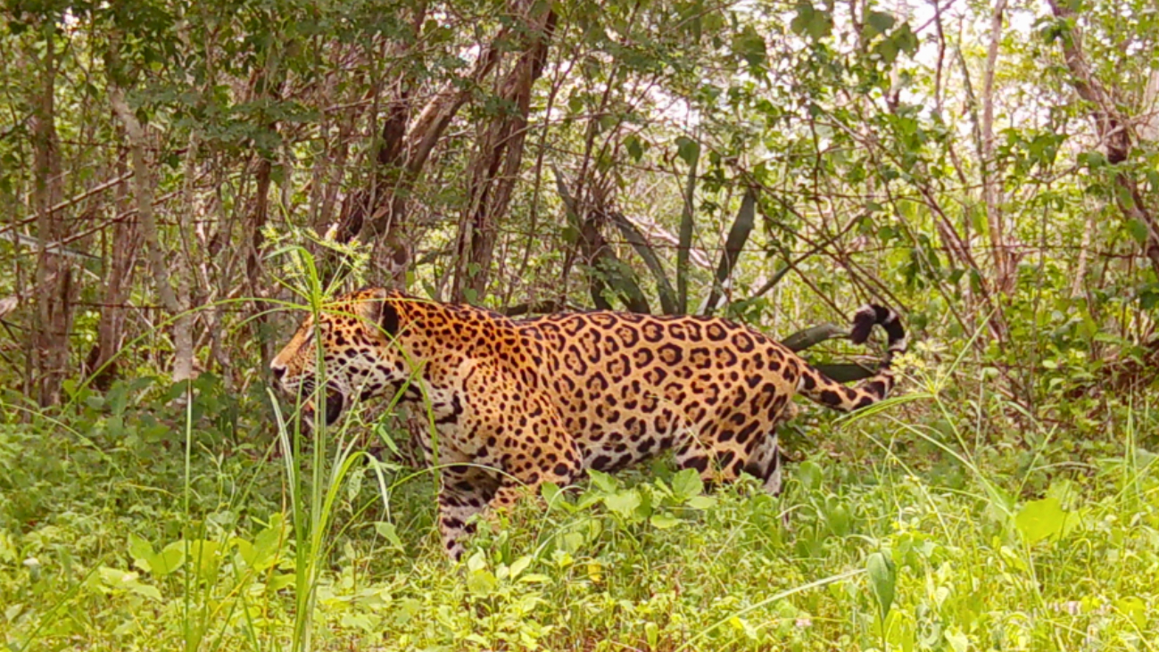 Proyecto Tech4nature México registra a 16 jaguares en la Reserva Estatal de Dzilam de Bravo 