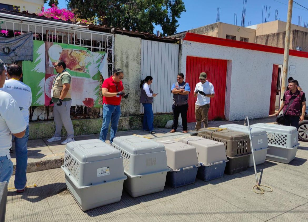 Rescatan a ocho perros abandonados en un domicilio de Cancún