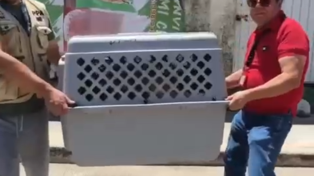 Profepa y Ecología Municipal rescataron ocho perros abandonados de un domicilio de Cancún Profepa y Ecología Municipal rescataron ocho perros abandonados de un domicilio de Cancún