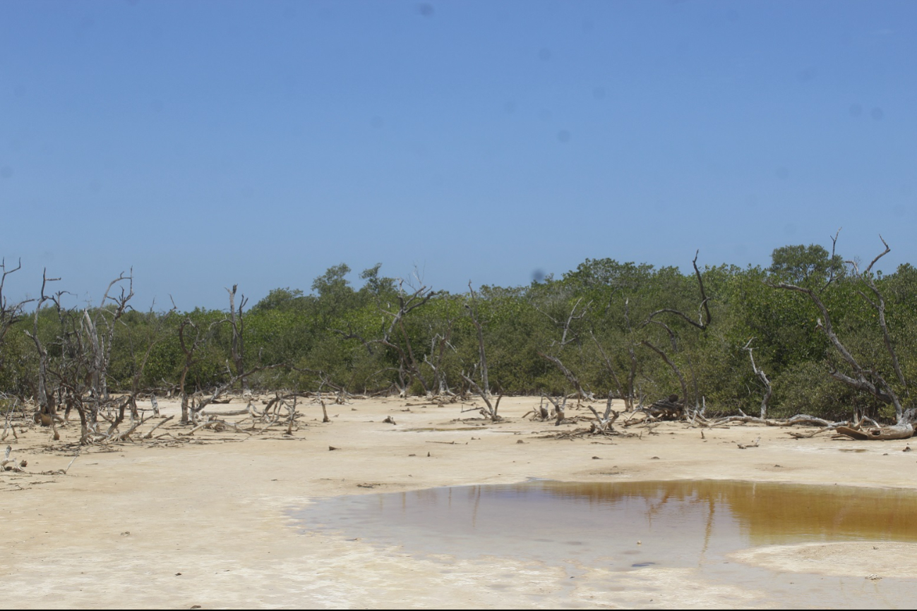 Cuerpos de agua presentan descenso en sus niveles lo que afecta a productores y fauna silvestre