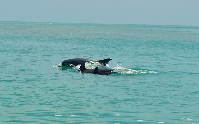 Delfines en Isla Aguada Delfines en Isla Aguada