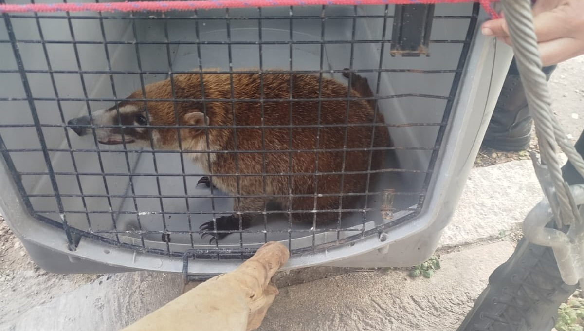 El coatí deambulaba cerca de una secundaria de Kanasín El coatí deambulaba cerca de una secundaria de Kanasín