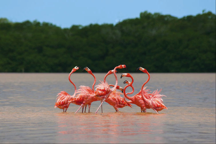 Flamencos en Isla Arena Flamencos en Isla Arena