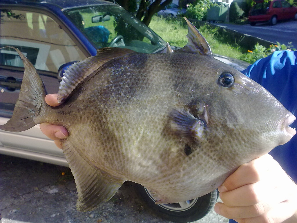 La cochina de mar puede prepararse a manera de un salpicón o tsi'ik