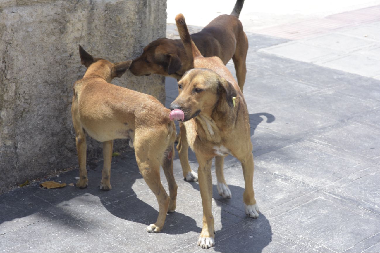 En Mérida, prevén la  presencia hasta de 50 mil perros en las calles