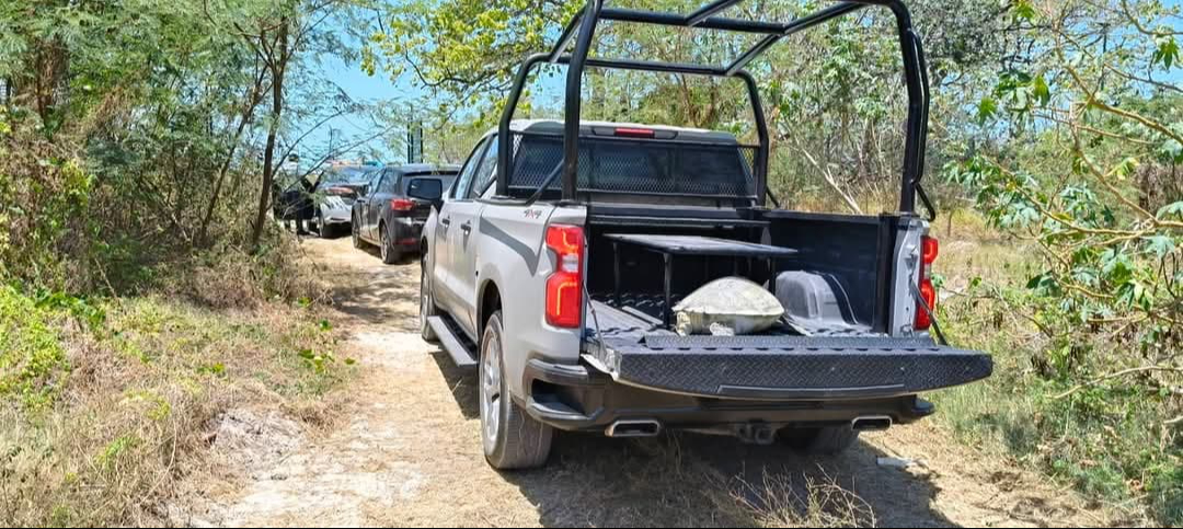 Tortuga blanca fallecida encontrada en aguas de Isla del Carmen