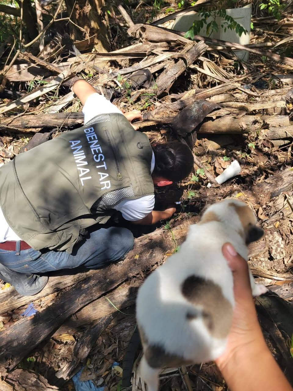 Autoridades han rescatado cachorros en abandono Autoridades han rescatado cachorros en abandono