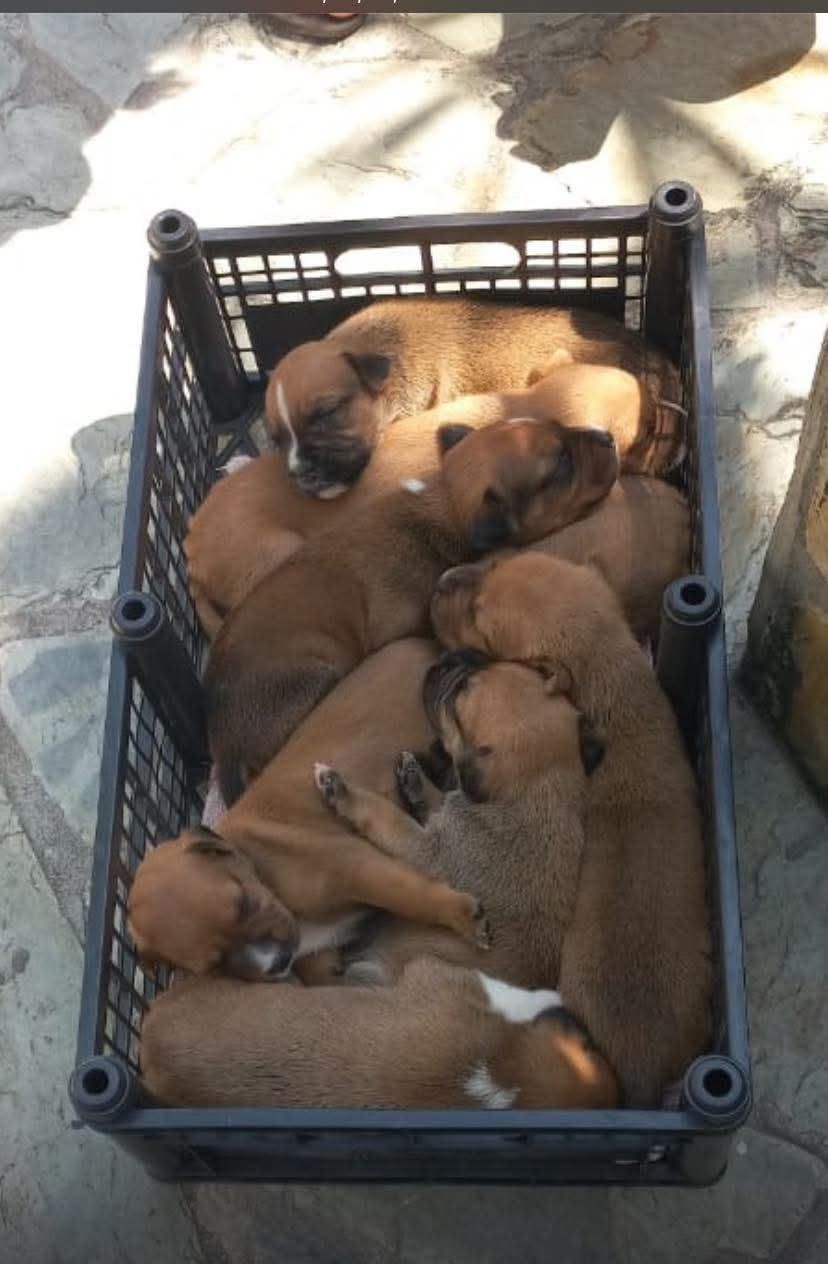 Maltrato animal ha incrementado en Puerto Morelos; registran 10 denuncias a la semana 