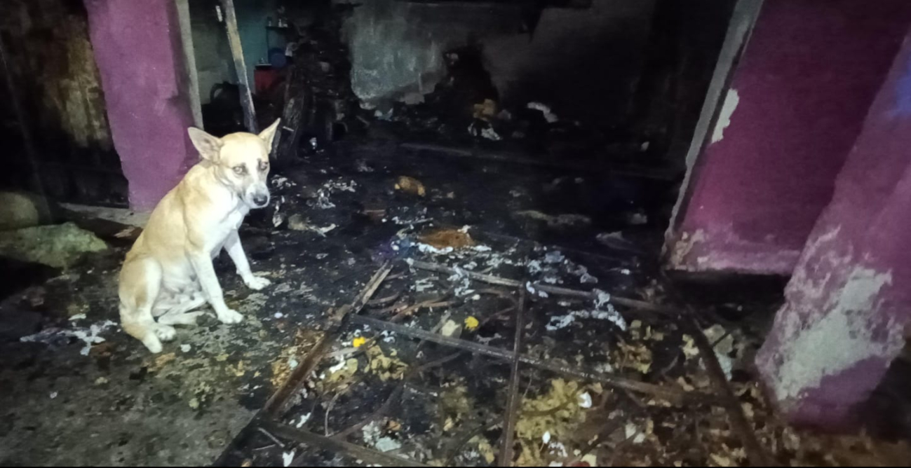 La mascota de la familia logró salir a tiempo de la vivienda.