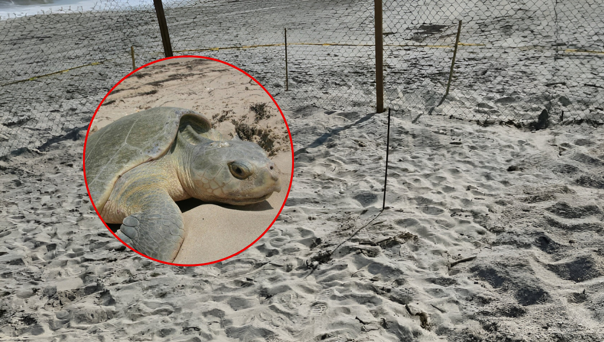 Intentan robar nido de tortuga lora en Ciudad del Carmen, especie en peligro de extinción