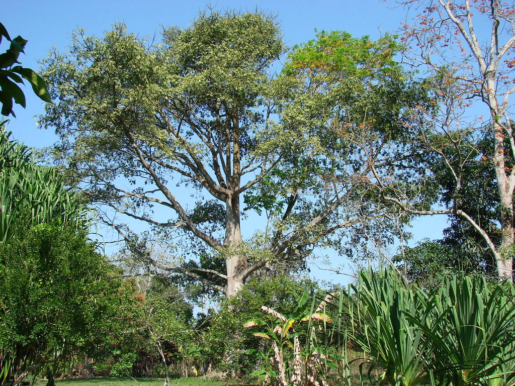 Yaaxché, el árbol sagrado maya que conecta el cielo, la tierra y el inframundo  
