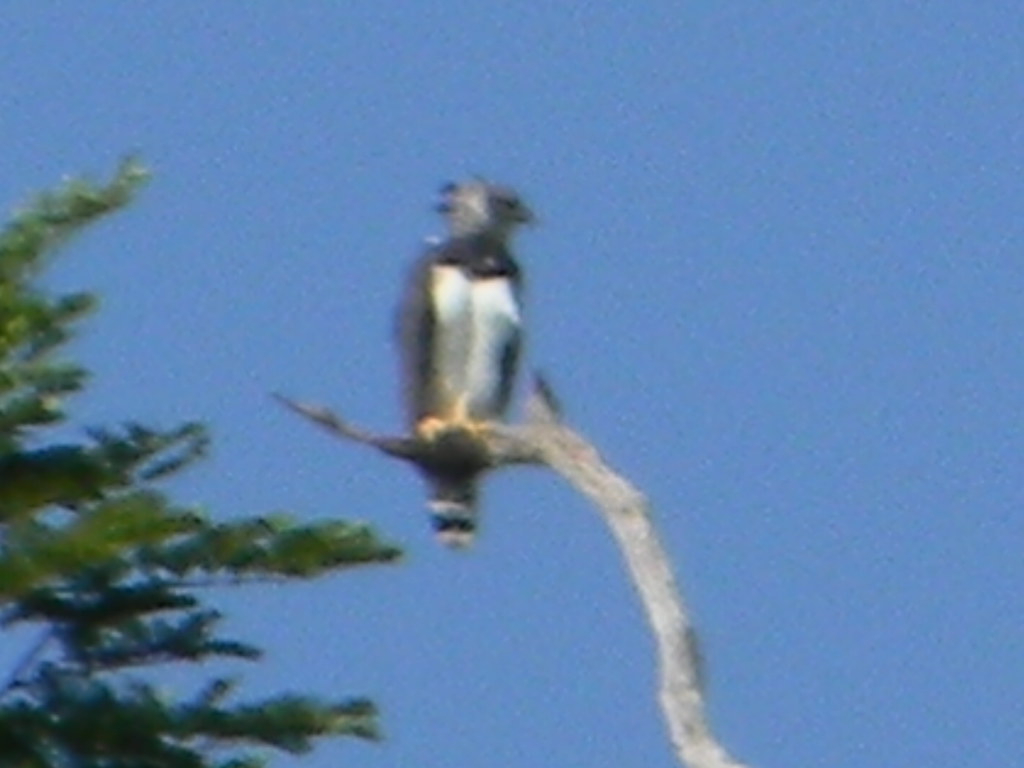 En 2011, un guía indígena logró fotografiar al águila harpía en el estado de Chiapas, cerca de la frontera con Guatemala En 2011, un guía indígena logró fotografiar al águila harpía en el estado de Chiapas, cerca de la frontera con Guatemala