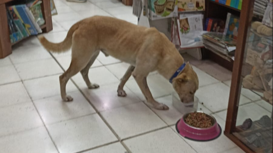 Los lomitos entran a la librería para refugiarse del sol y el calor Los lomitos entran a la librería para refugiarse del sol y el calor