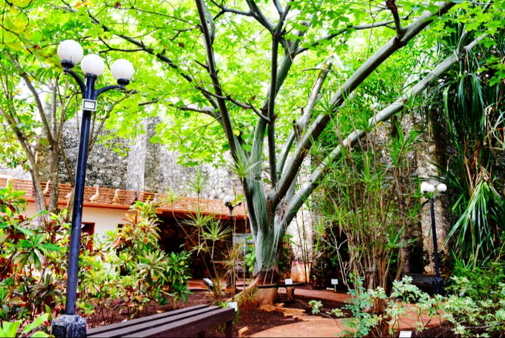 Ofrece una amplia variedad de flora local, permitiendo a los visitantes conocer la biodiversidad campechana Ofrece una amplia variedad de flora local, permitiendo a los visitantes conocer la biodiversidad campechana