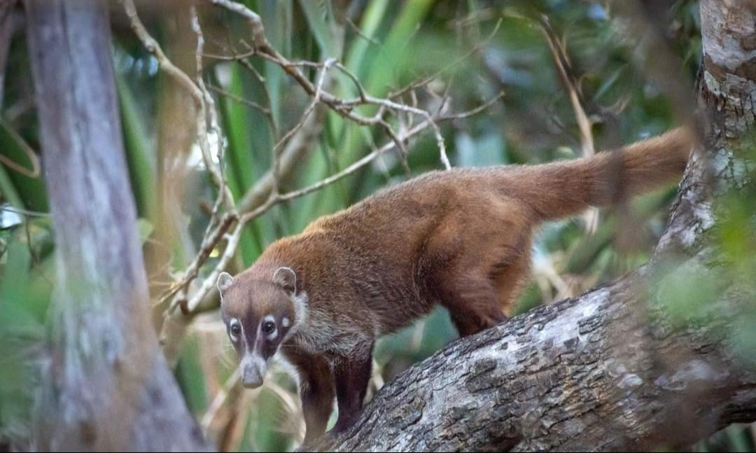 Animales silvestres se acercan  a poblados de Tizimín en busca de agua y comida