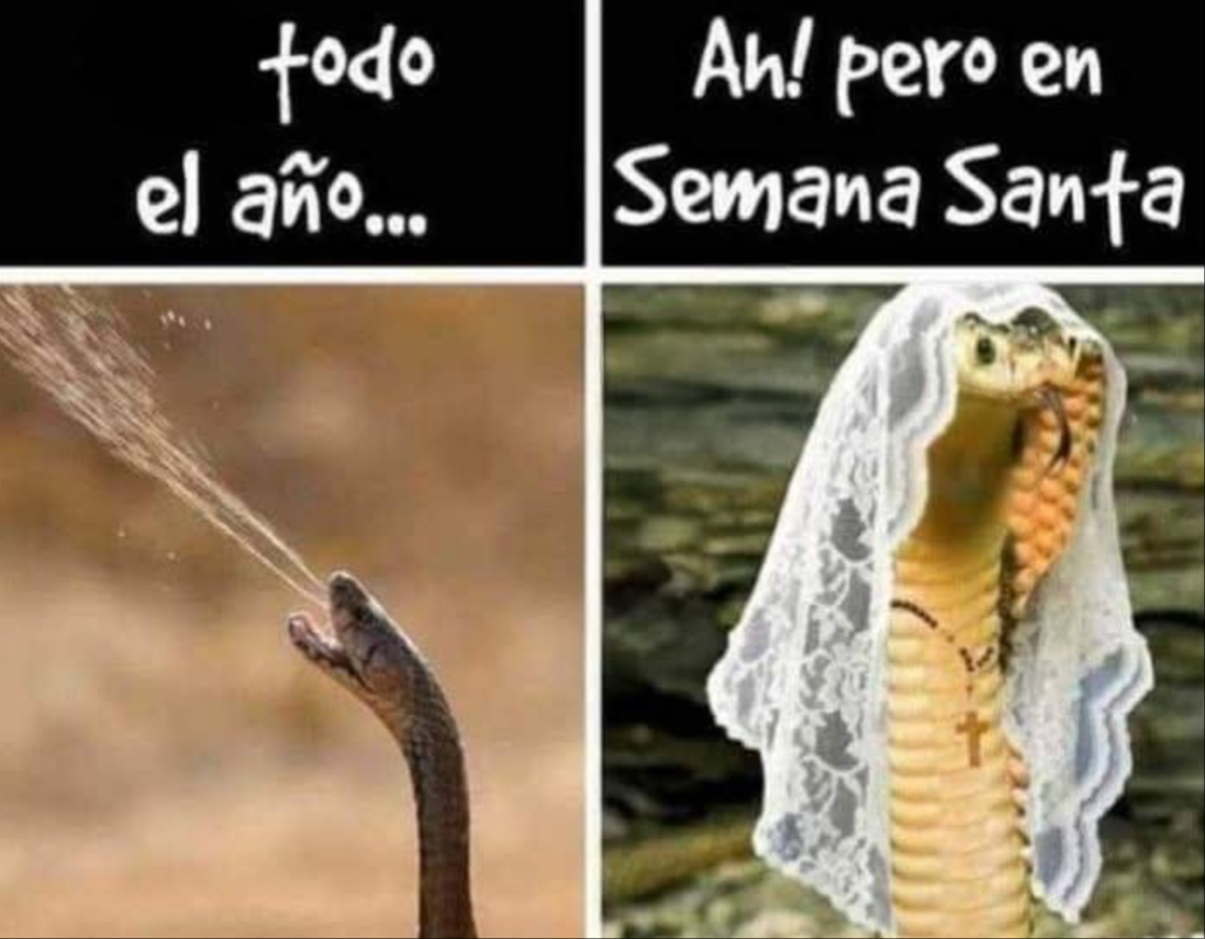 Usuarios comparten memes de Semana Santa 2025 en redes sociales
