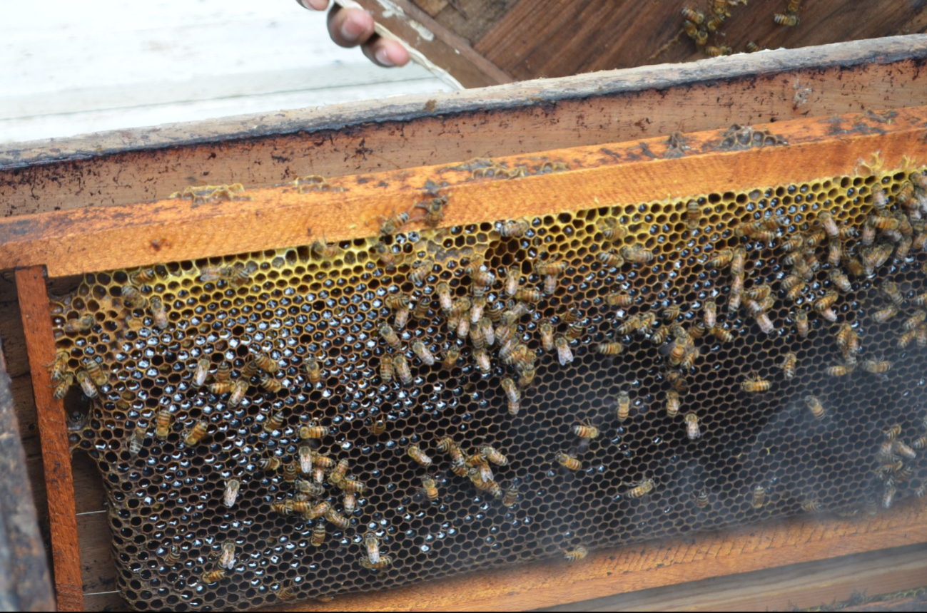 El volumen de producción de miel ha caído, ya que las abejas consumen la poca miel disponible El volumen de producción de miel ha caído, ya que las abejas consumen la poca miel disponible