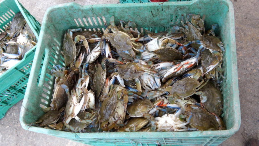 Estiaje amenaza captura de jaiba en Ciudad del Carmen