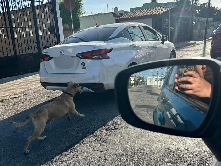 Hombre abandona y agrede a un perrito en la colonia Pensiones de Mérida 