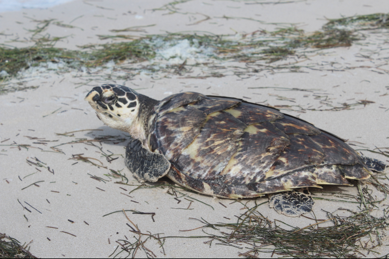 Piden evitar vehículos en playas de Yucatán por llegada de tortugas Piden evitar vehículos en playas de Yucatán por llegada de tortugas