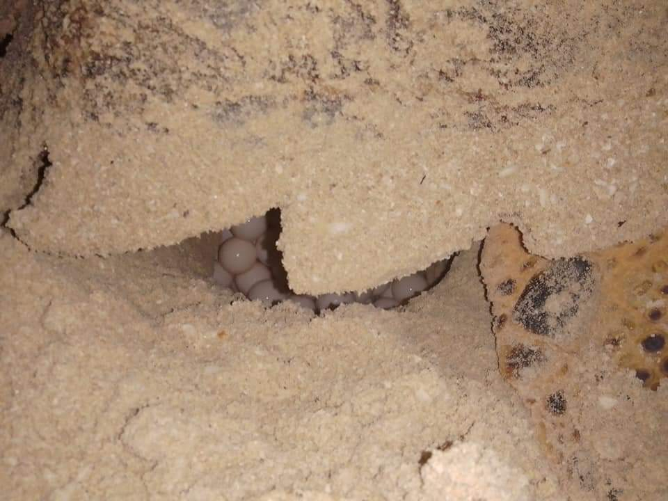 Cada año en Progreso se atienden entre 100 y 150 nidos, con un promedio de 120 huevos cada uno Cada año en Progreso se atienden entre 100 y 150 nidos, con un promedio de 120 huevos cada uno