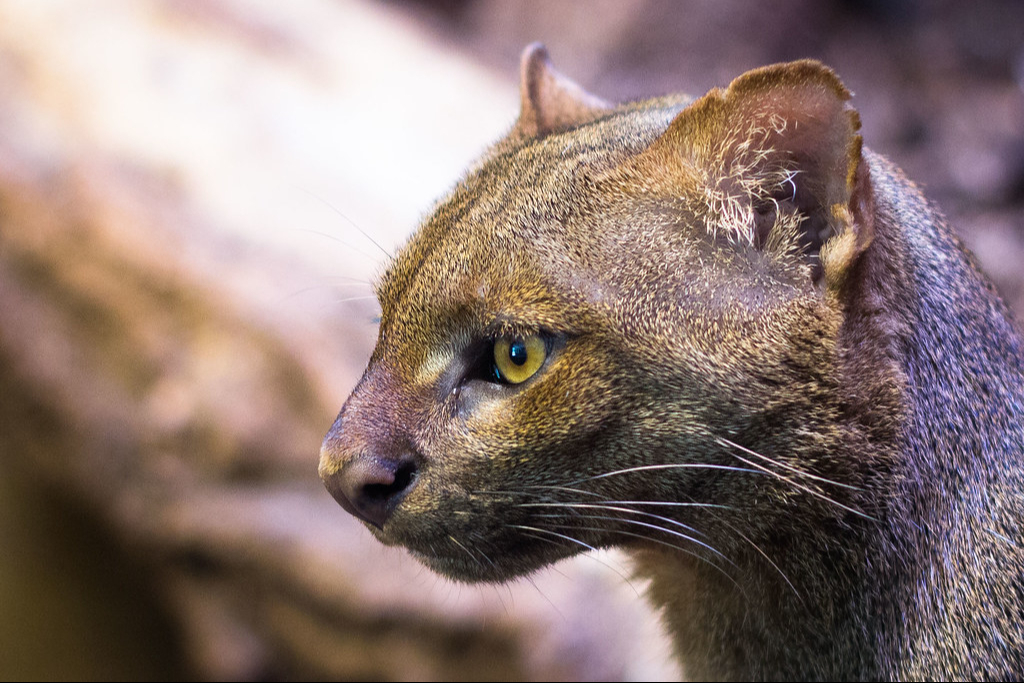 Grupo de pobladores mata a un  jaguarundi; Creyeron que era un "nahual"   