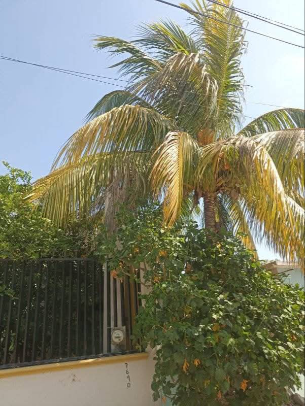 Ramas de árbol de coco provocan bajones y riesgo de cortocircuito en Escárcega