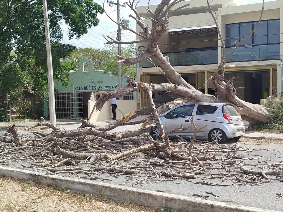 Enorme árbol de flamboyán se desploma sobre un auto estacionado en Mérida
