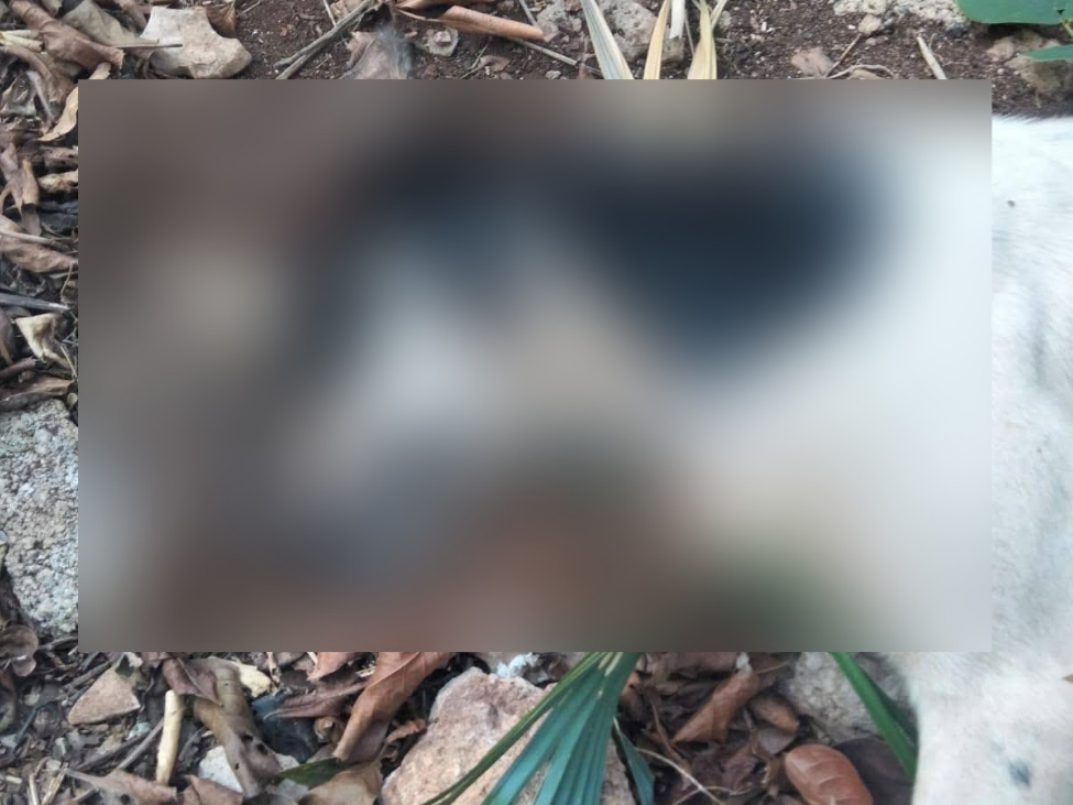 Reportan nuevo caso de envenenamiento de perros al sur de Mérida 
