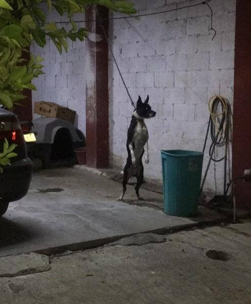 El maltrato animal también se presenta dentro de hogares por dueños negligentes.