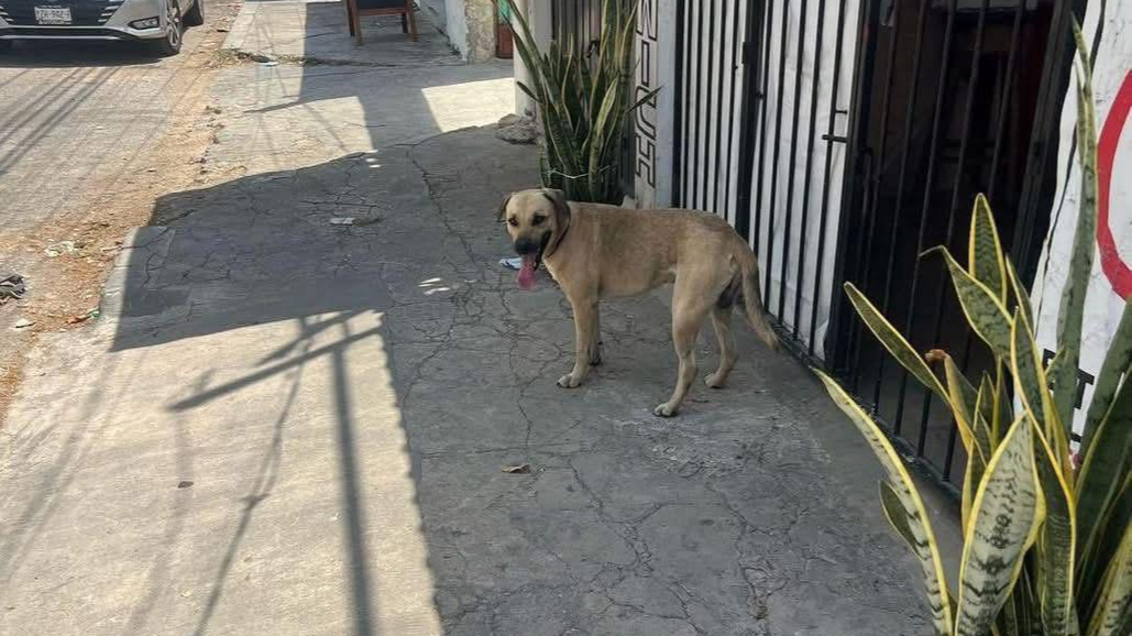 El perrito conocido como noble o güero no es propiedad del hombre señalado por maltrato animal