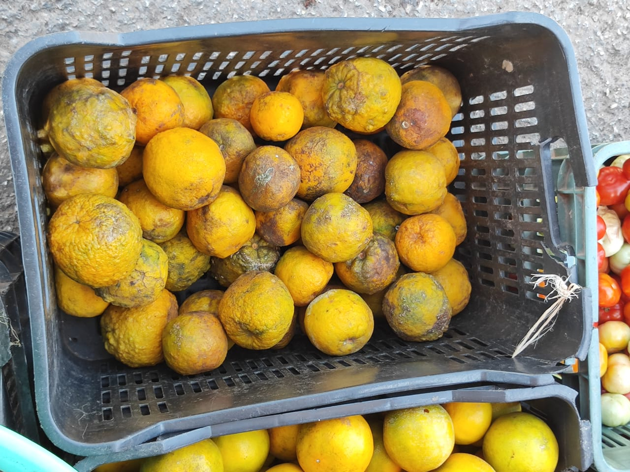 La sequía en el campo yucateco eleva el costo de diversos productos como las naranjas agria y dulce La sequía en el campo yucateco eleva el costo de diversos productos como las naranjas agria y dulce