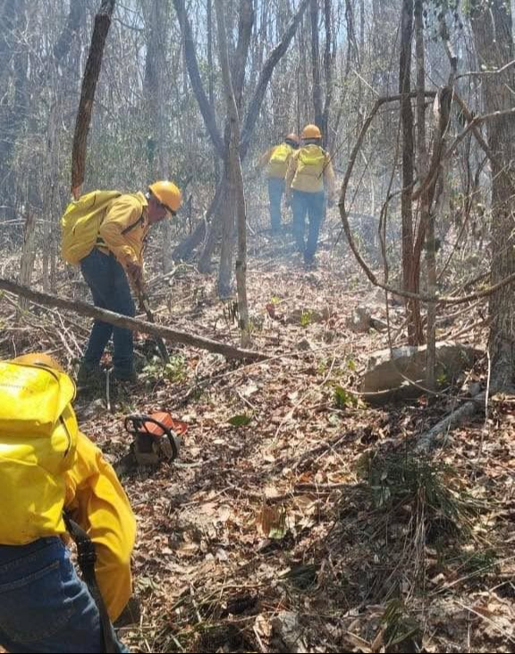 Más de 4 mil hectáreas afectadas por incendios en temporada de secas Más de 4 mil hectáreas afectadas por incendios en temporada de secas