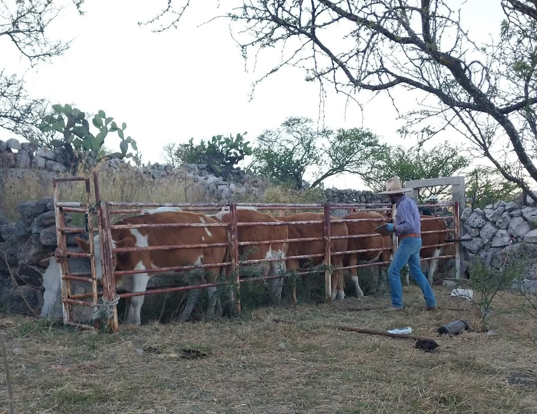 De 20 vacas a 5: historia de un ganadero que ya piensa en rendirse De 20 vacas a 5: historia de un ganadero que ya piensa en rendirse
